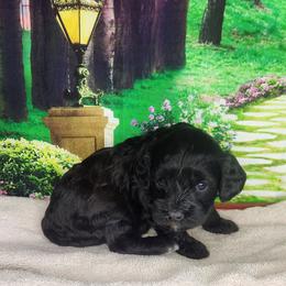 Daisy - Black female Cavapoo puppy in Marshfield, Missouri from Clearview Kennels