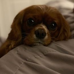 Cavalier King Charles Spaniels from CCE Cavaliers