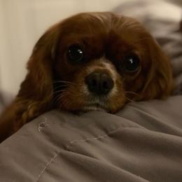 Cavalier King Charles Spaniels from CCE Cavaliers