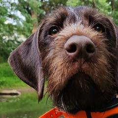 German Wirehaired Pointers from Black Creek GWP