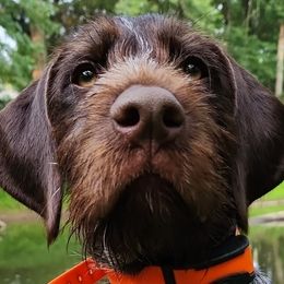 German Wirehaired Pointers from Black Creek GWP