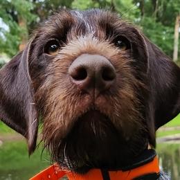 German Wirehaired Pointers from Black Creek GWP