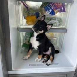 Shiba Inu Puppies from Shiba Inu Loving Care