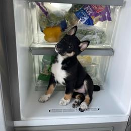 Shiba Inu Puppies from Shiba Inu Loving Care
