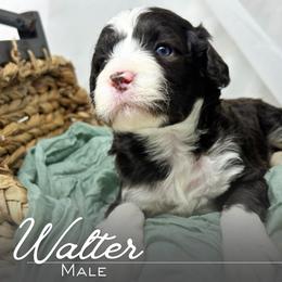 Walter - Brown and white male Portuguese Water Dog puppy in Asheville, North Carolina from Top Notch Portuguese Water Dogs