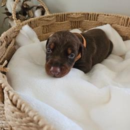 Aurora (orange) - Red and rust female Doberman Pinscher puppy in Hamilton, Ohio from Little Dragon Dobermans