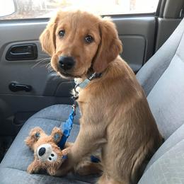 Golden Retrievers from Lucky Penny Goldens