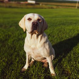 Gemma - Labrador Retriever