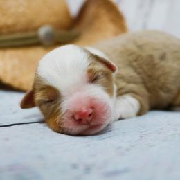 Miniature Australian Shepherd Puppies from True Spirited Aussies