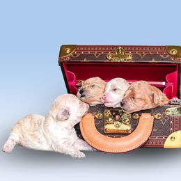 Poodle Puppies from Teacup & Toy Poodles
