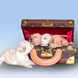 Poodle Puppies from Teacup & Toy Poodles