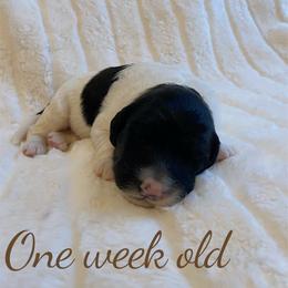 Chance - Black and white male Bernedoodle puppy in Huntsville, Alabama from Falcon Ridge Doodles