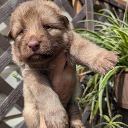 Zion - Liver male German Shepherd puppy in Olean, New York from F&B Kennels