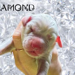 Diamond - White and black male Dalmatian puppy in Bremen, Georgia from Clark’s Dalmatians