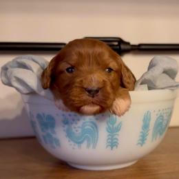 Buttercup - Red female Cavapoo puppy in Knoxville, Tennessee from Dukes Forever Doodles