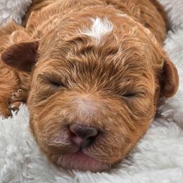Thunder - Red male Cavapoo puppy in Glendale, Arizona from Cool Cavapoos