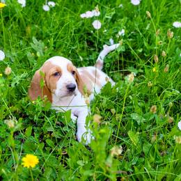 Fuse - Red and white male Basset Hound puppy in Valley, Washington from Peaceful Valley Paws