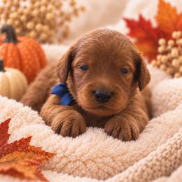 Dark Blue collar - Red male Irish Doodle puppy in Madison, Wisconsin from Morningside Doodles