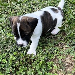 Rocky - Tri-color male Russell Terrier puppy in London, Kentucky from Norvell Kennels