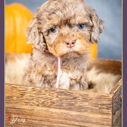 Keeley - Merle female Cockapoo puppy in Connersville, Indiana from Deaz Doodle Ranch