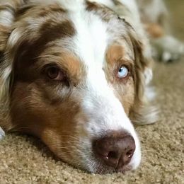 Australian Shepherds from Western Heritage Australian Shepherds