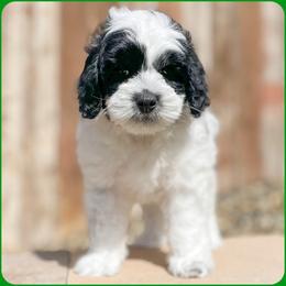 Bernedoodle, Goldendoodle, and Golden Mountain Doodle Puppies from Magic Valley Family Doodles
