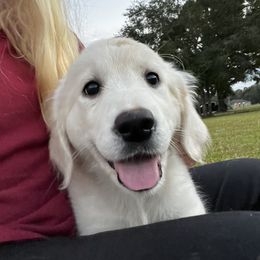 Golden Retriever Puppies from Panhandle PawsNClaws