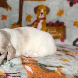 Green collar - Cream male Dachshund puppy in Poteau, Oklahoma from Sisters Dazzling Dachshunds