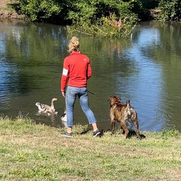 Boerboel All Grown Up from Romboel farm dogs