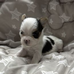 Maximus AKC - Parti male Yorkshire Terrier puppy in Labelle, Florida from Chocolate and Parti Yorkies in Florida