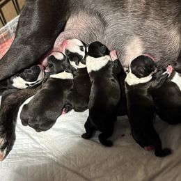 Boston Terrier puppies from Benders Boston’s