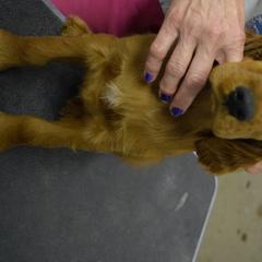 Irish Setter Puppies from Stomar Irish Setters