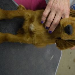 Irish Setter Puppies from Stomar Irish Setters