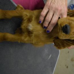 Irish Setter Puppies from Stomar Irish Setters