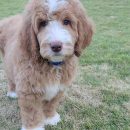Cupid - Apricot male Goldendoodle puppy in Warrior, Alabama from Elite Goldendoodles and Bernedoodles