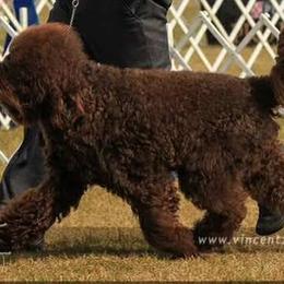 Affenpinschers, Barbets, and Tibetan Terriers from Gemms Kennels Tibetan Terriers