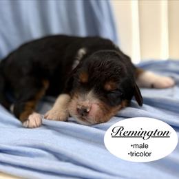 Remington - Tri-color male Bernedoodle puppy in Jackson, Mississippi from T.M. Poodles & Doodles