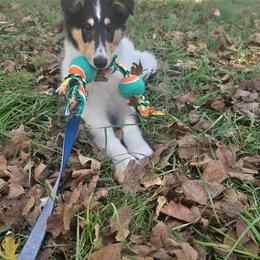 Malloy - White male Collie puppy in Blacksburg, Virginia from Blackberry Hills Cattle dogs and Collies
