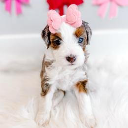Truly - Blue merle female Bernedoodle puppy in Mahomet, Illinois from Jordan Family Doodles
