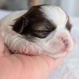 Tbd ( chunky) - Black gold and white female Shorkie puppy in Idaho from Little Rascal Ranch