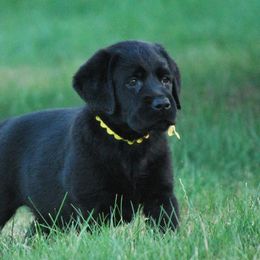 Labrador Retriever Puppies from Pendleton Labradors