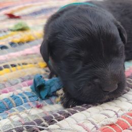 Cayenne - Black female Bouvier des Flandres puppy in Drury, Missouri from Black Bears Critters