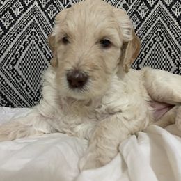 Goldendoodle Puppies from Tina Armstrong's Doodles