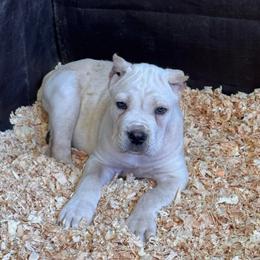 Straw 2- Blue Collar - Fawn male Cane Corso puppy in Compton, California from Urban League Cane Corso