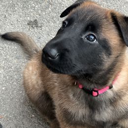 Belgian Malinois Puppies from MonStar Malinois
