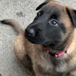 Belgian Malinois Puppies from MonStar Malinois