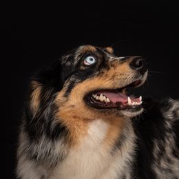 Seven  - Australian Shepherd