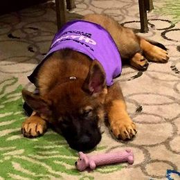 German Shepherd Puppies from vom Haus Jurincie