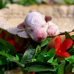 Rip (red) - Cream male Goldendoodle puppy in Haltom City, Texas from Ohana Doodles