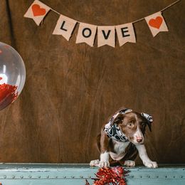 Border Collie Puppies from Rocky Mountain Border Collies